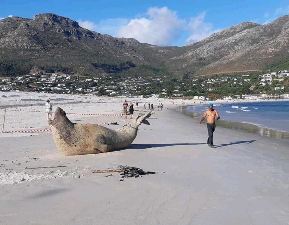 The Palm Hout Bay * Kapstadt